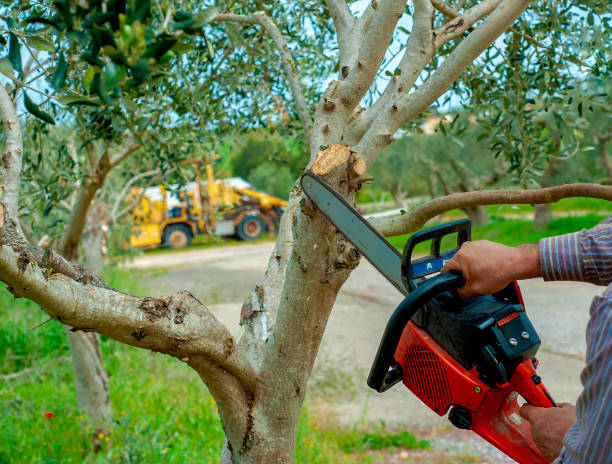 Reliable Hartwell, GA Tree Service Solutions